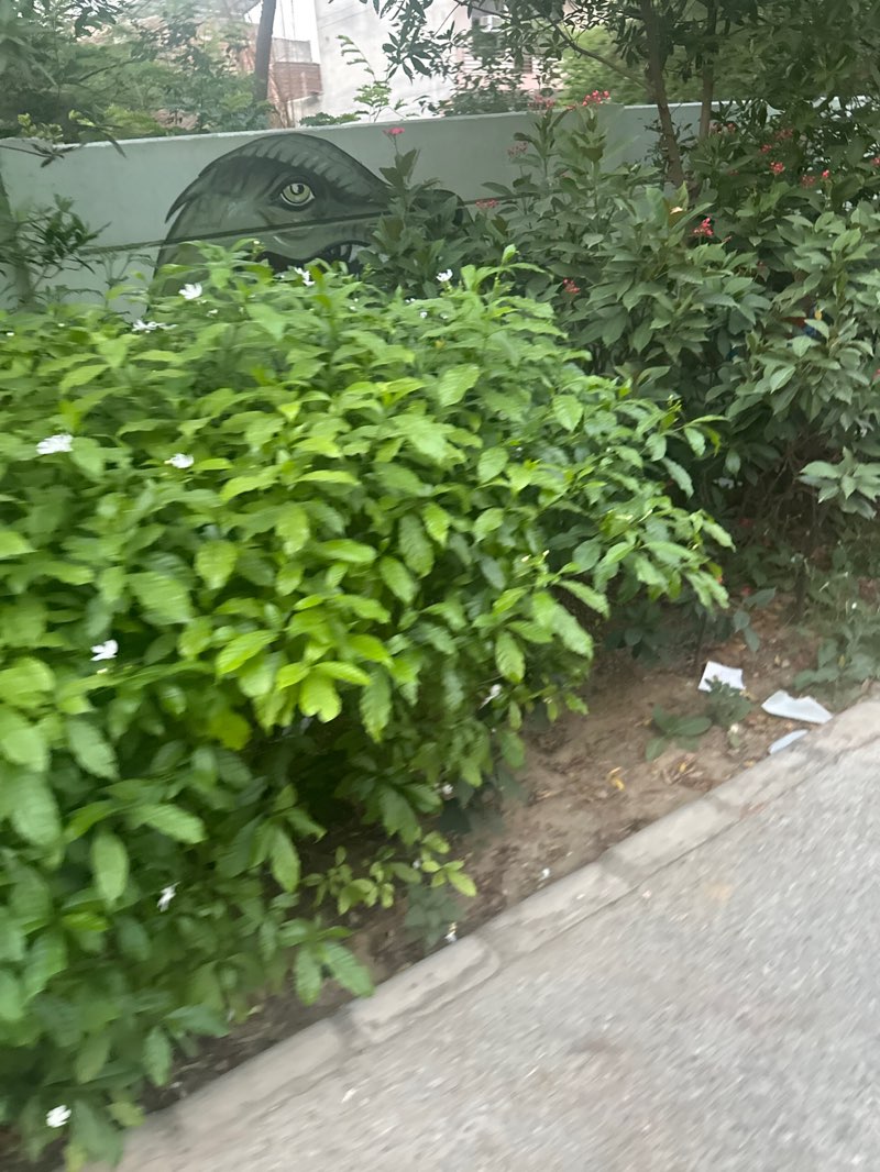 walking near me in Major Vinod Rana Park in spring