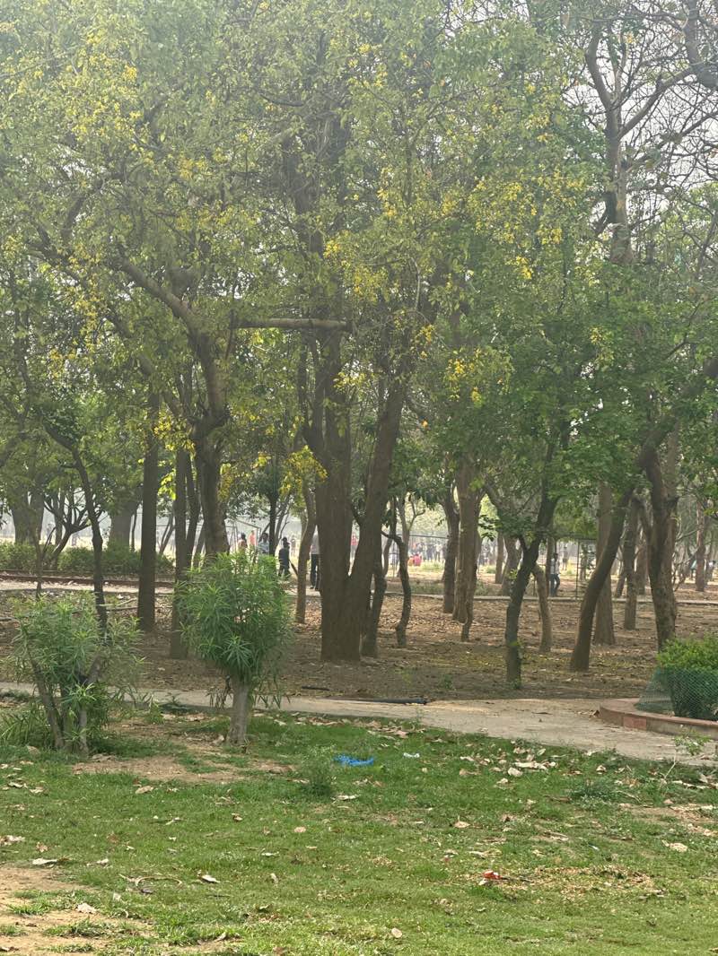 walking near me in Tau Devi Lal Park in spring