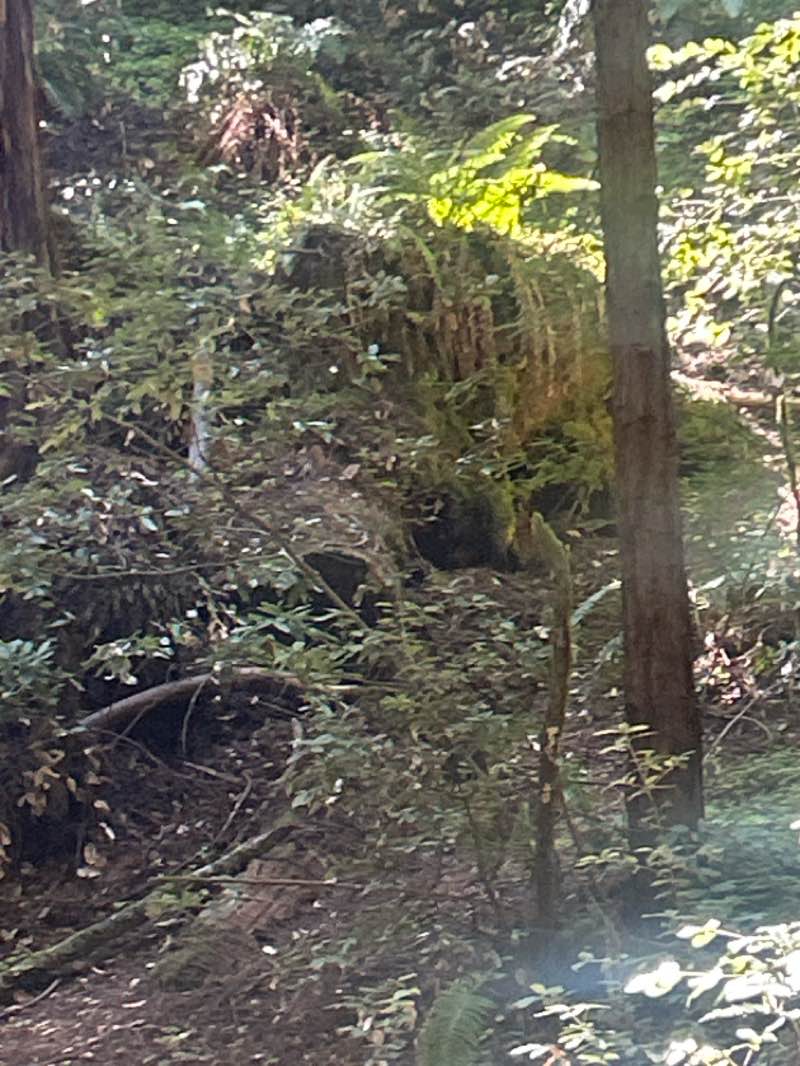 walking near me in Muir Woods National Monument in spring