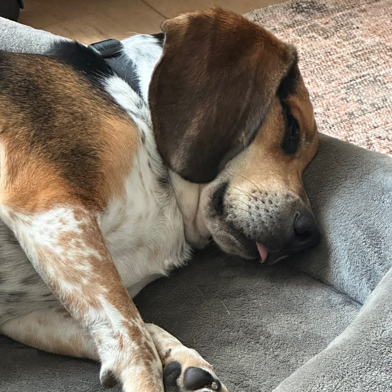 Harjit Sanghera profile