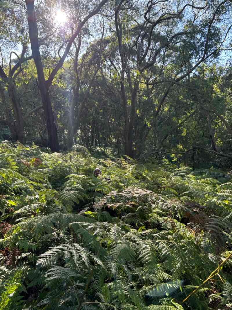 walking near me in Mornington Peninsula National Park in summer