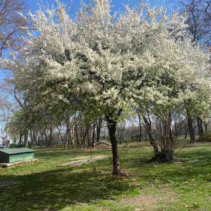 🍓🇨🇭Judit Gasser 🏝️🇭🇺🌹 post 1