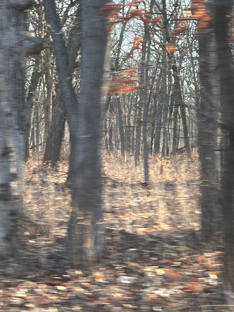 walking near me in Salt Creek Woods in winter