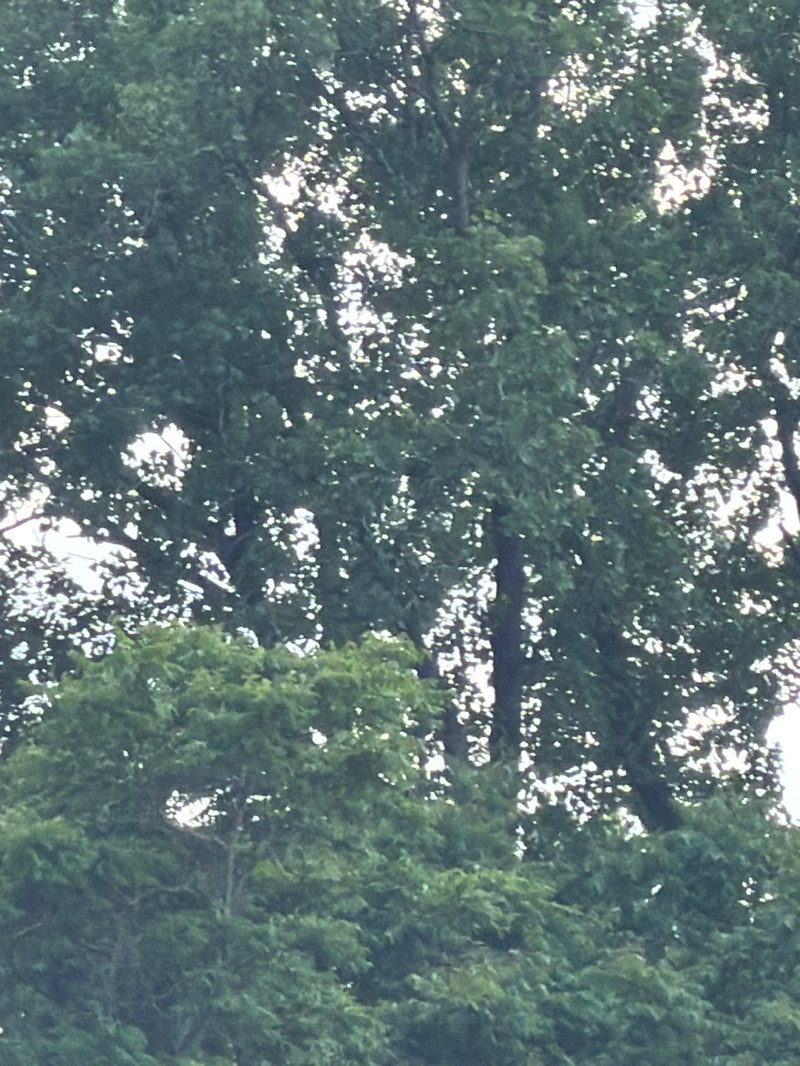 walking near me in Commisioners Park in summer