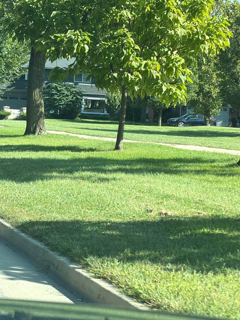 walking near me in Springdale Park in summer