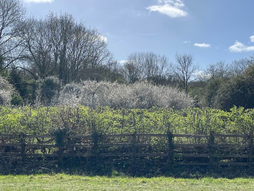 walking near me in Raleigh Park in spring