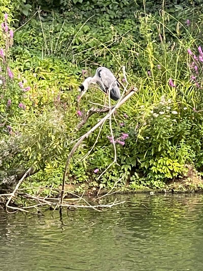 walking near me in Grandpont Nature Park in autumn
