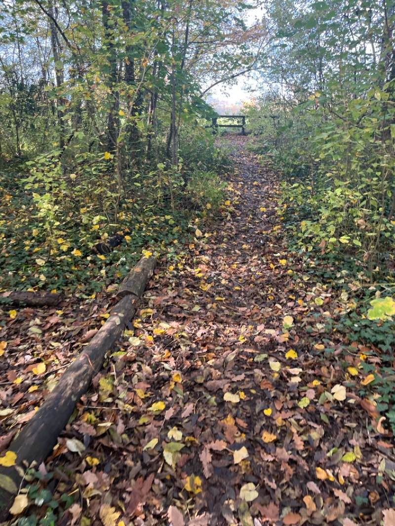 walking near me in Parc des Maronniers in autumn
