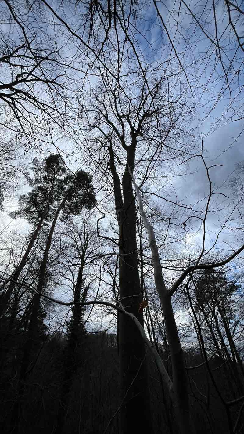 walking near me in Markwardanlage in winter