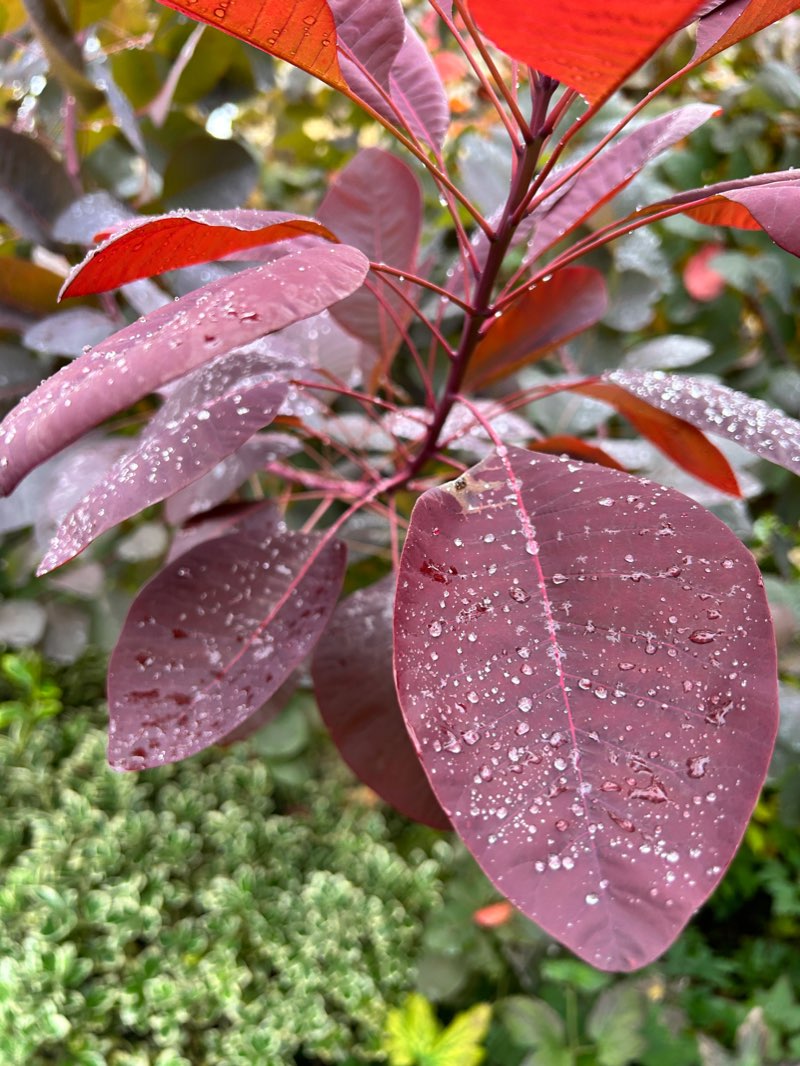 walking near me in Abbey Grounds in winter
