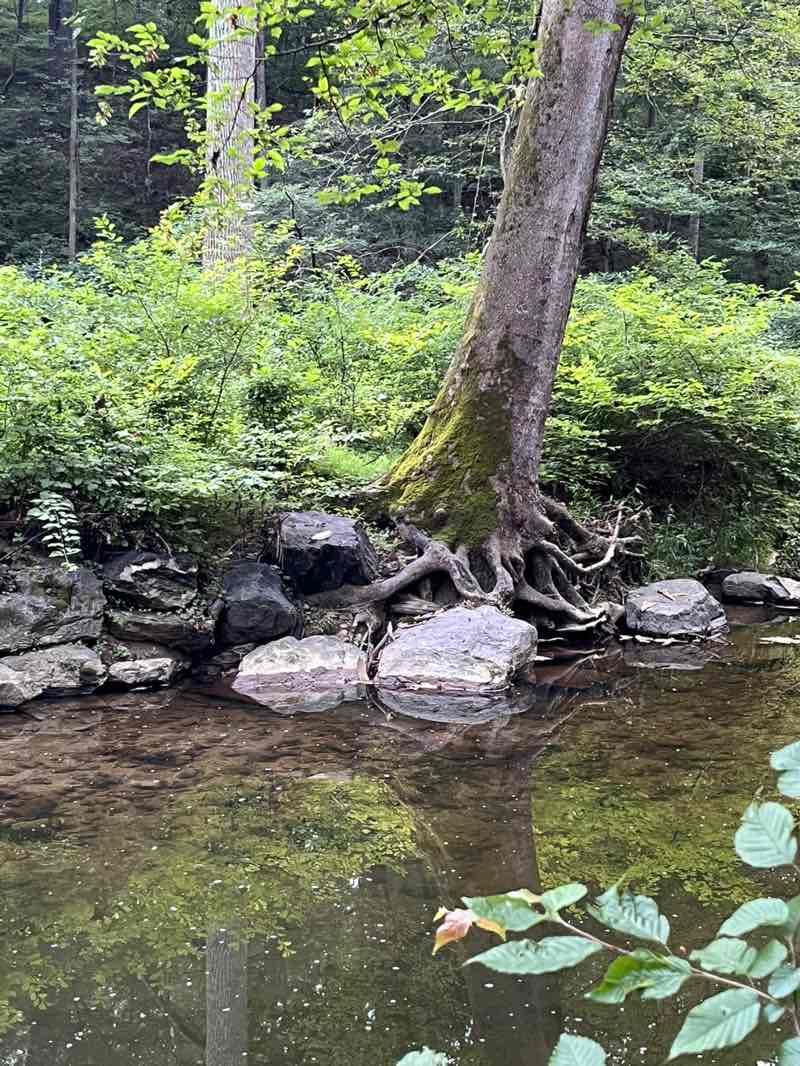 walking near me in Paint Branch Stream Valley Park in summer