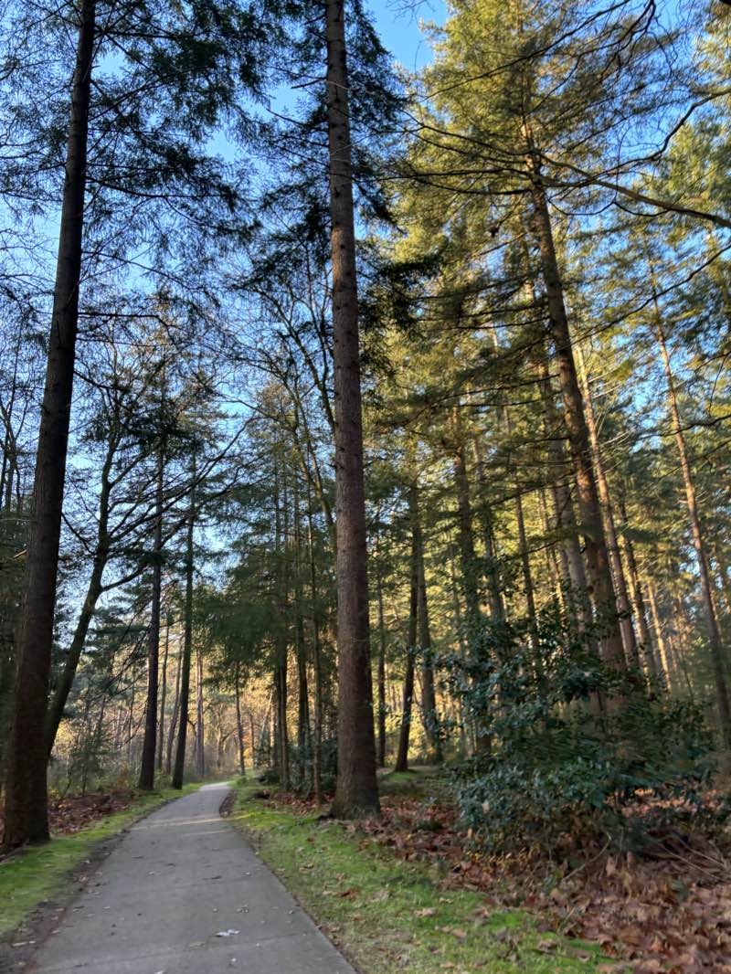 walking near me in Burgemeester Brouwerplantsoen in winter