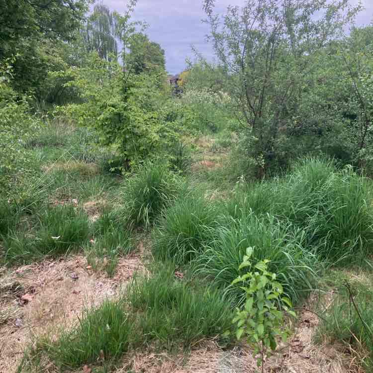 LeedsHibby 🏴󠁧󠁢󠁳󠁣󠁴󠁿 post 1