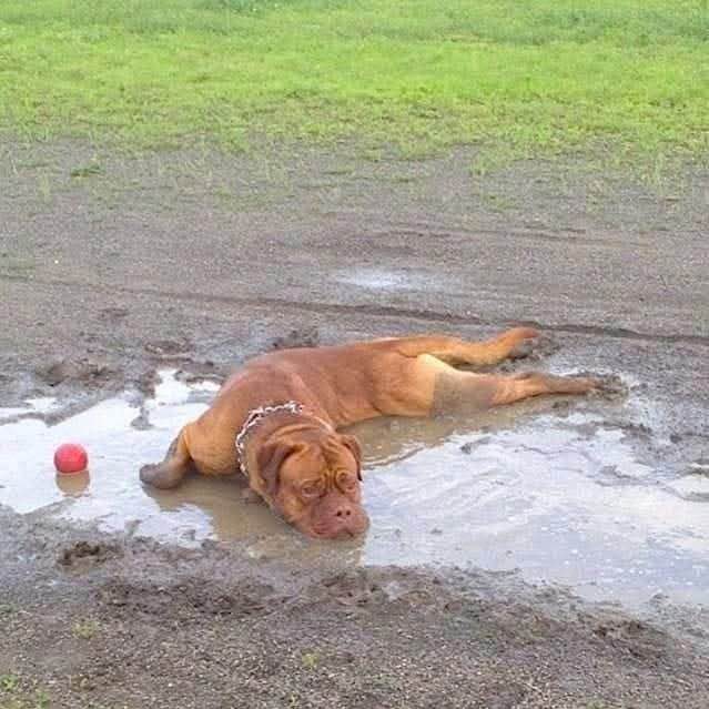 Swissbulldog63 post 1