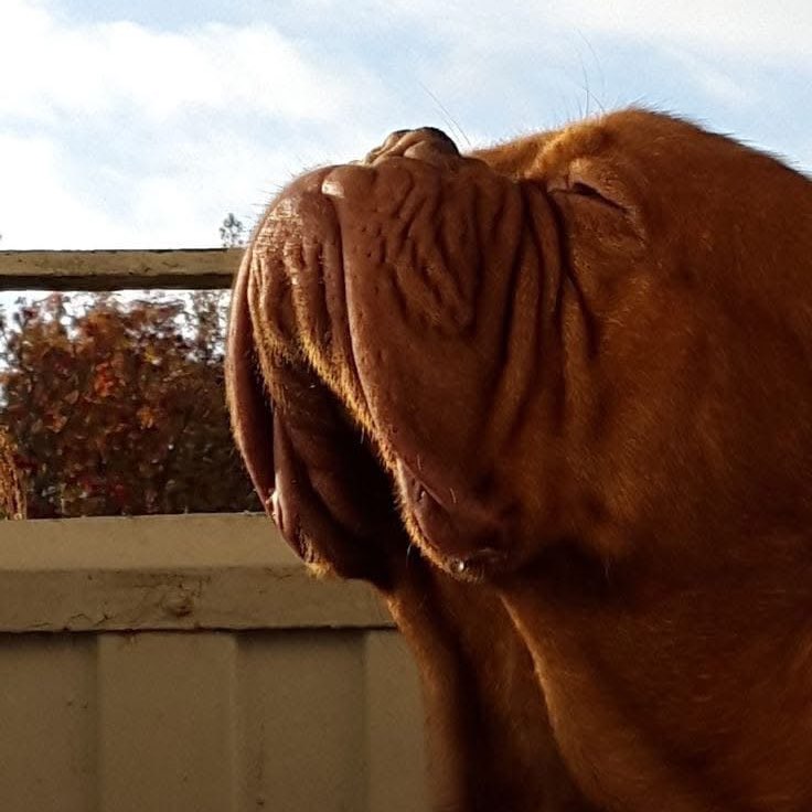 Swissbulldog63 post 1