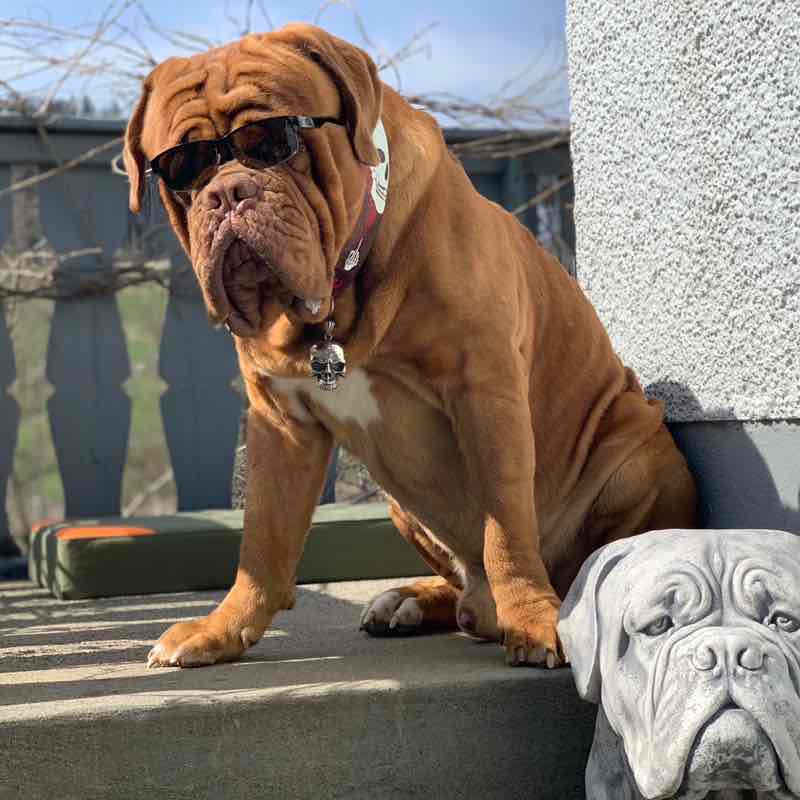 Swissbulldog63 post 1