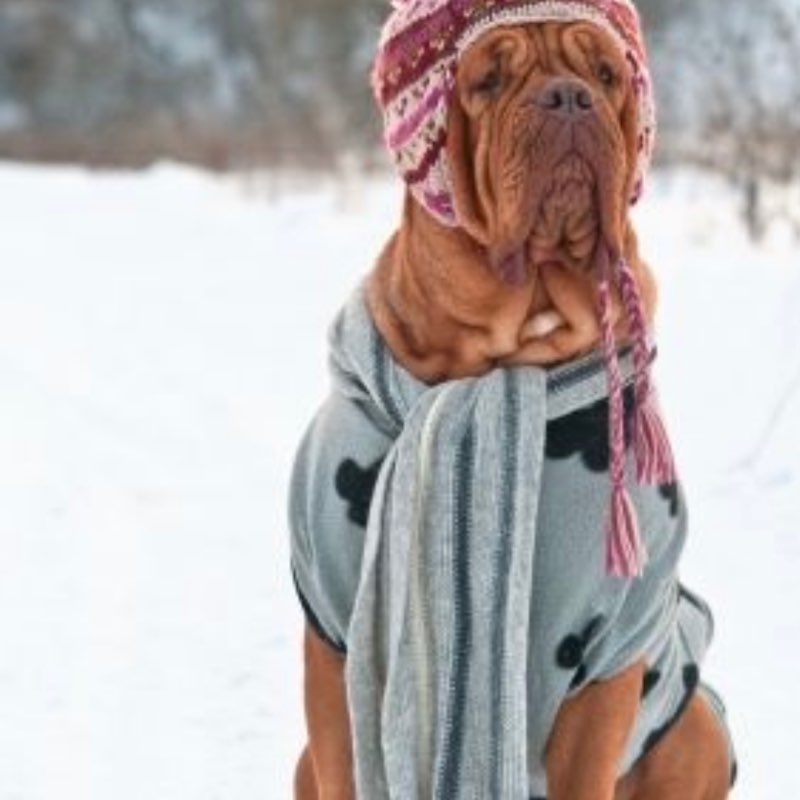 Swissbulldog63 post 2