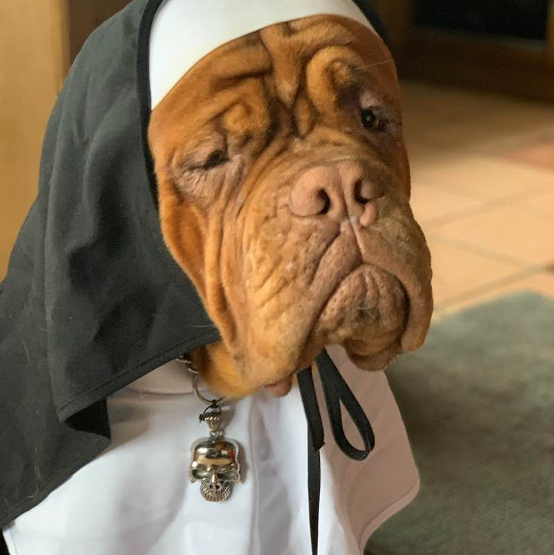 Swissbulldog63 post 3