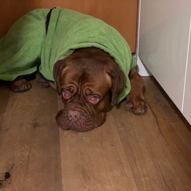 Swissbulldog63 post 1