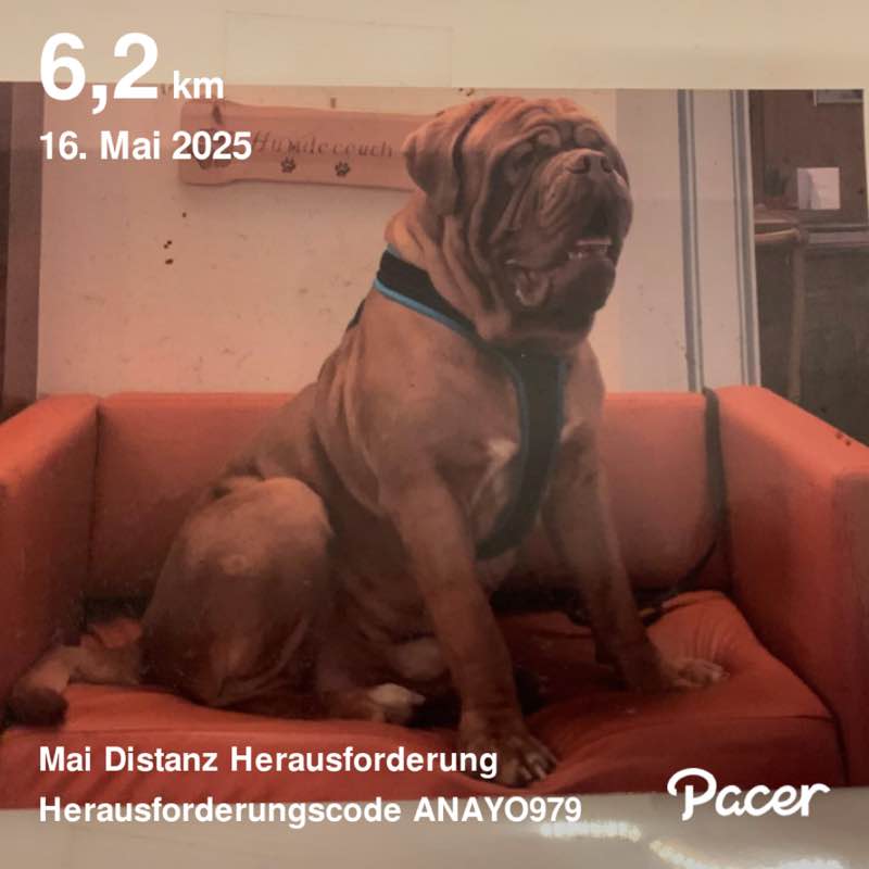 Swissbulldog63 post 1