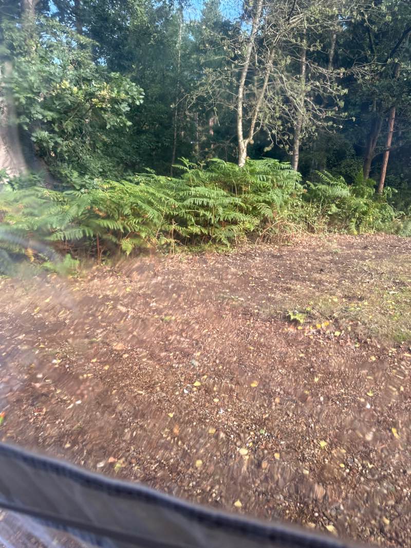 walking near me in Sandringham Estate in autumn