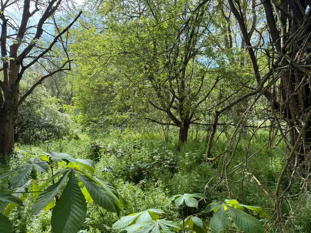 walking near me in Springfield Hall Park in spring