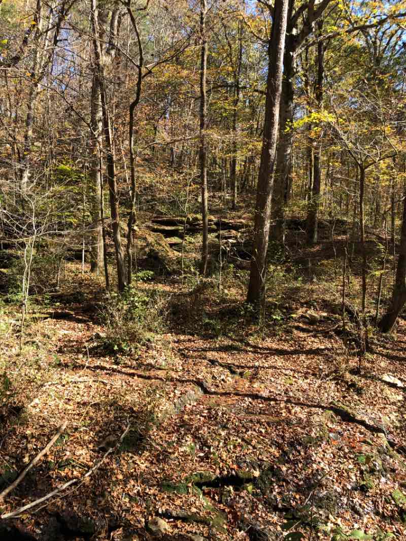 walking near me in City Lake Natural Area in winter
