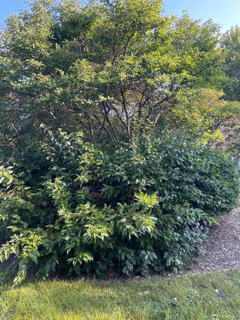 walking near me in Green Tree Park in autumn