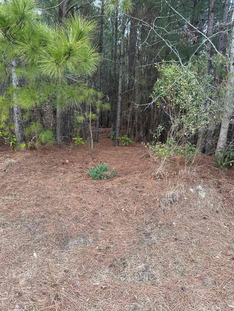 walking near me in Carolina Forest Park in winter