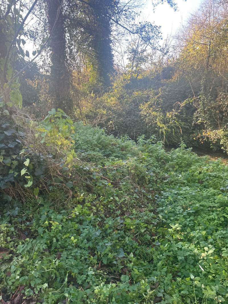 walking near me in Riverside Gardens in autumn