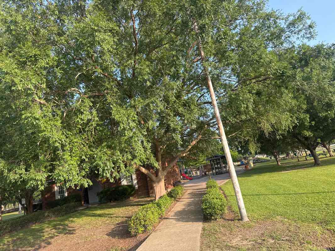 walking near me in Forsythe Park in summer