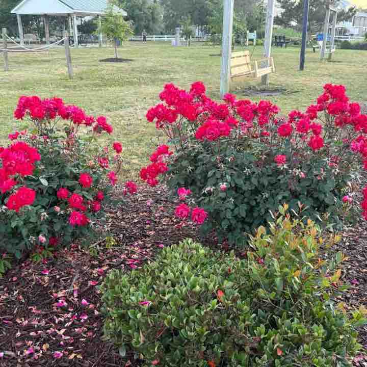Delaine Macdonald post 3