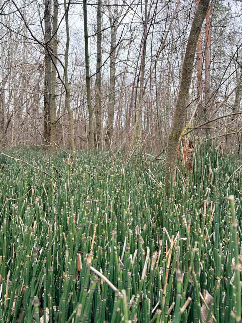 walking near me in Lower Park in winter