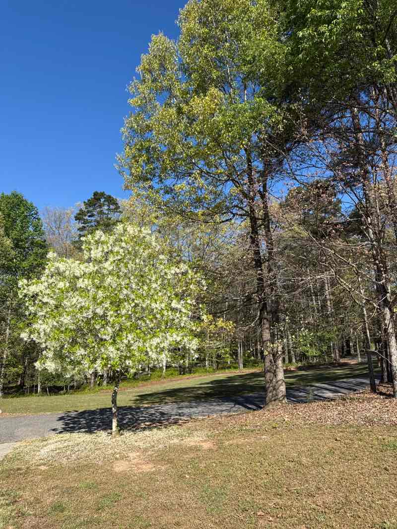 walking near me in Harbins Park in spring