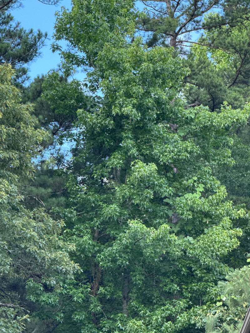 walking near me in Harbins Park in summer