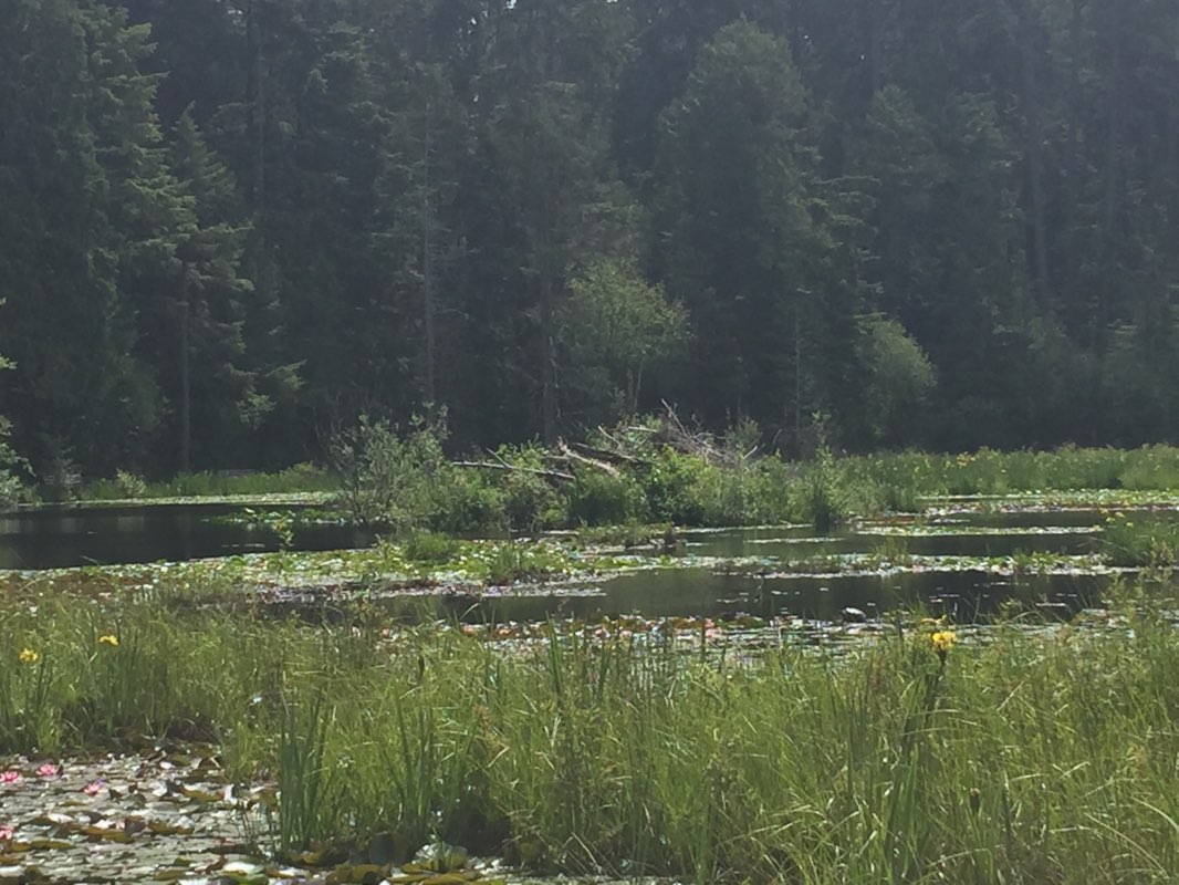 walking near me in Sunset Beach Park in winter