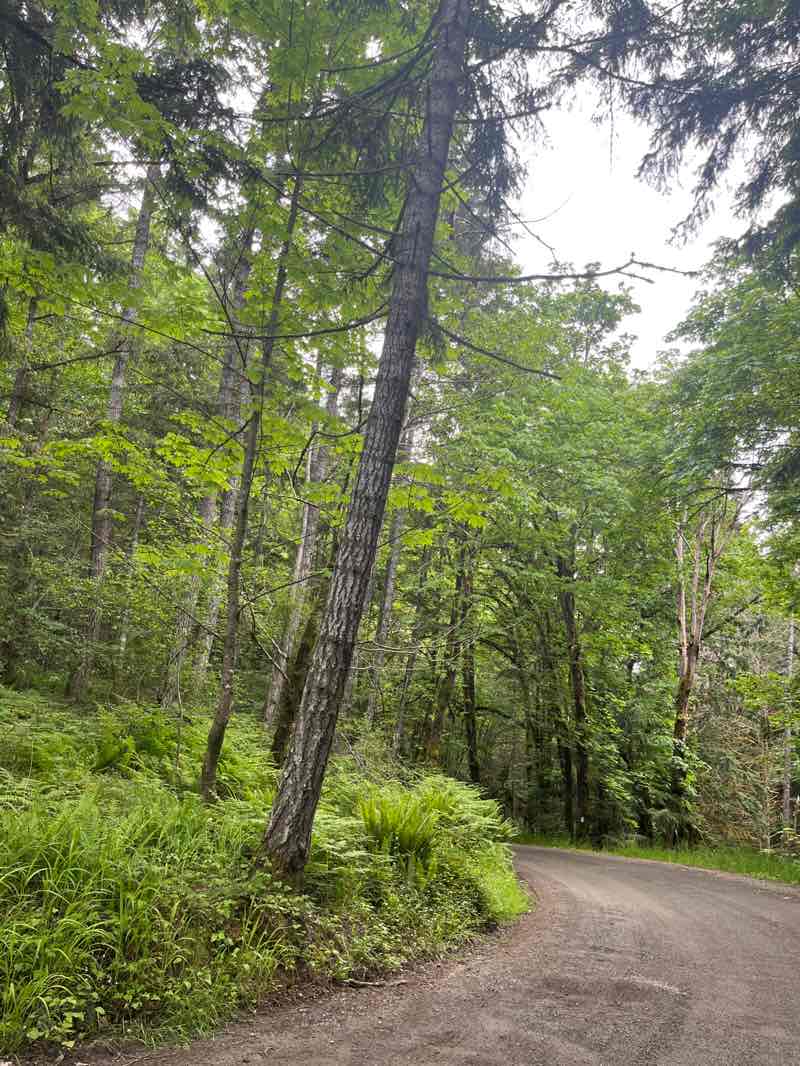 walking near me in Top Bridge Park in spring