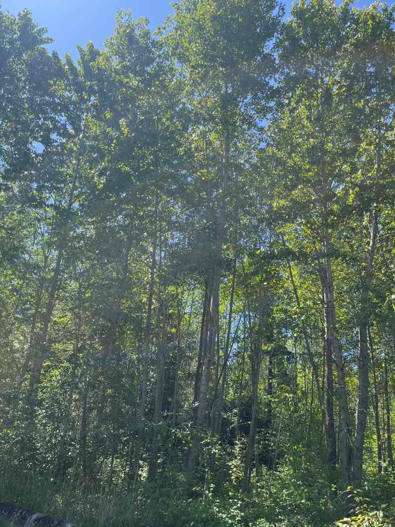 walking near me in Maple Glen Linear Park in spring