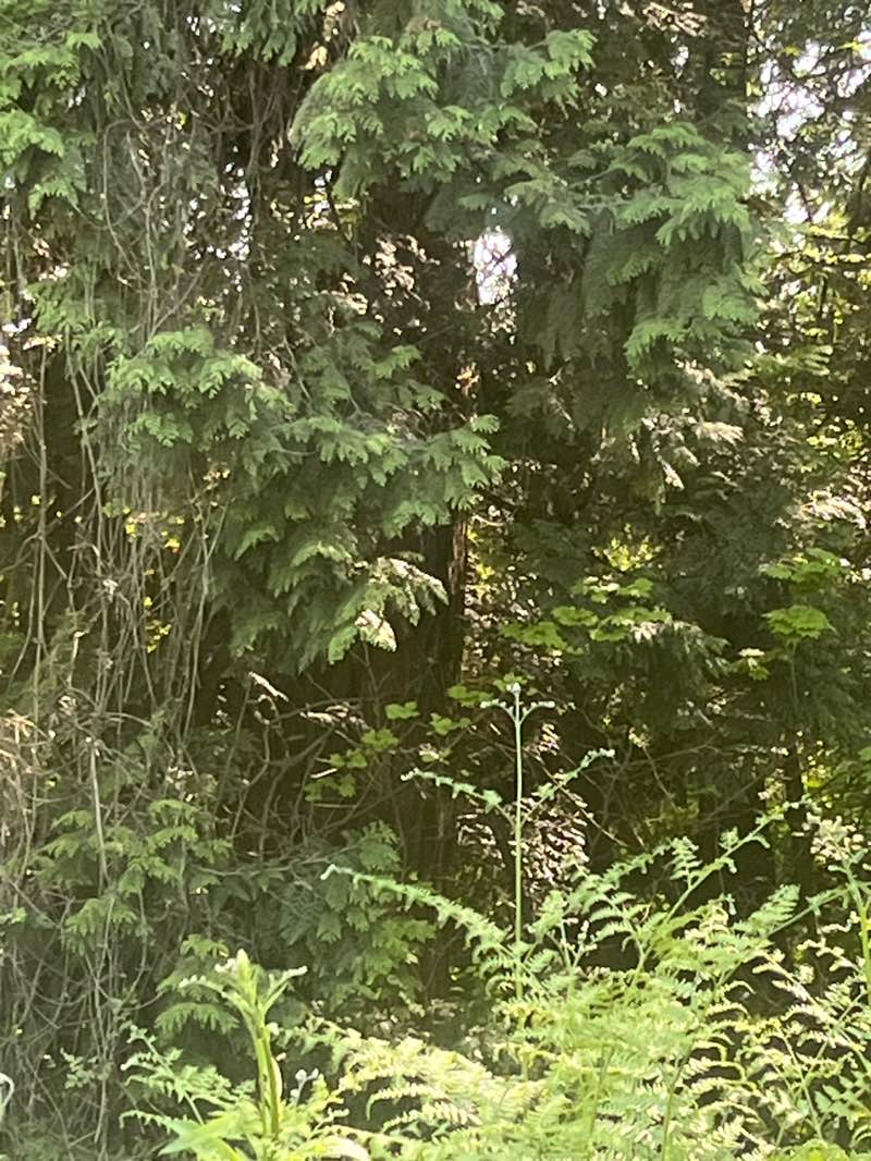 walking near me in Upper Levels Greenway in spring