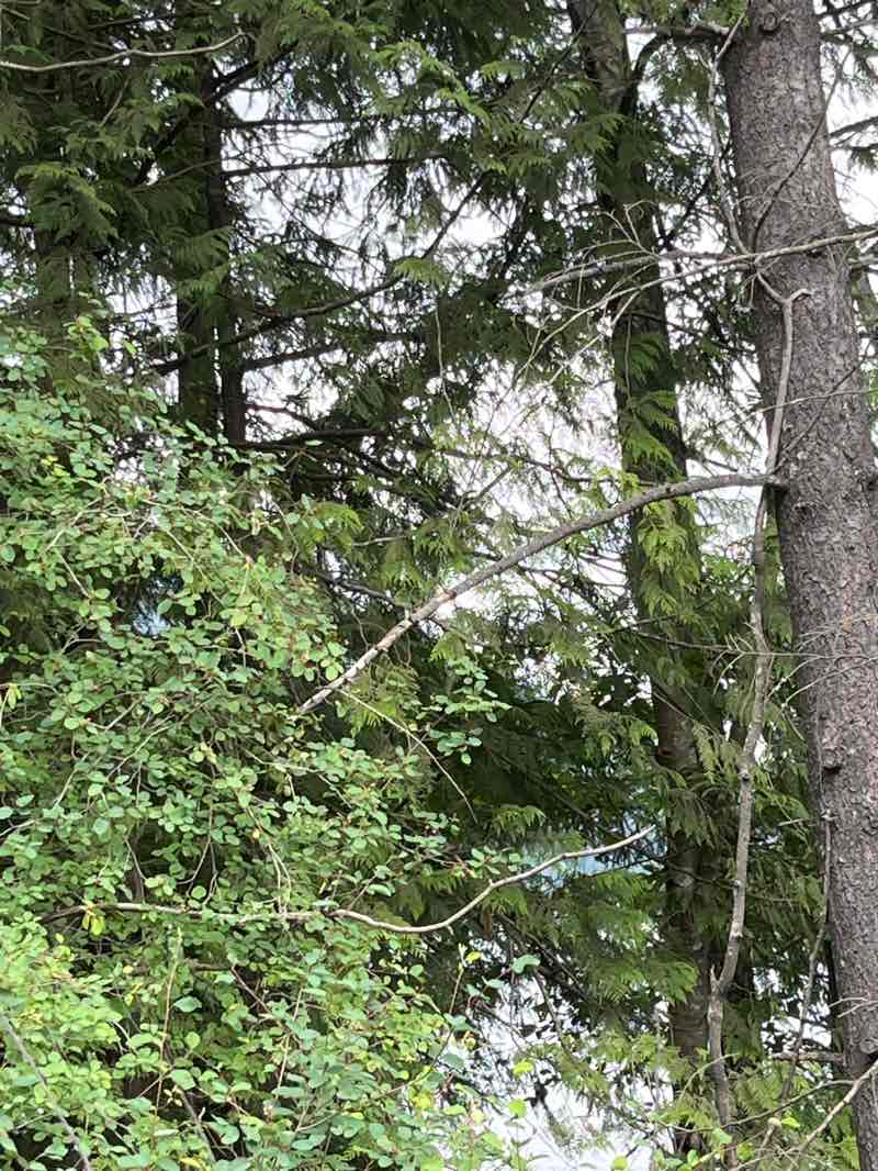 walking near me in Little Qualicum Falls Provincial Park in summer