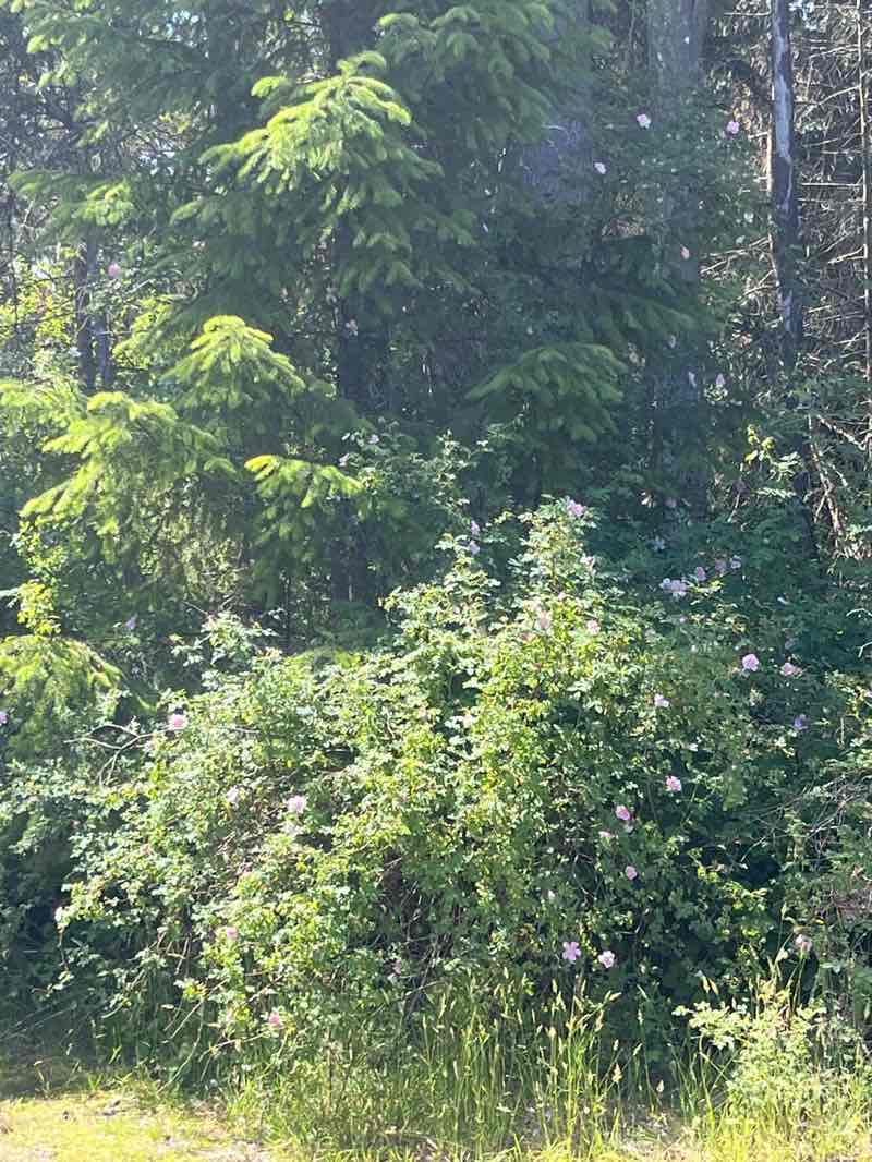 walking near me in Romain Community Park in summer