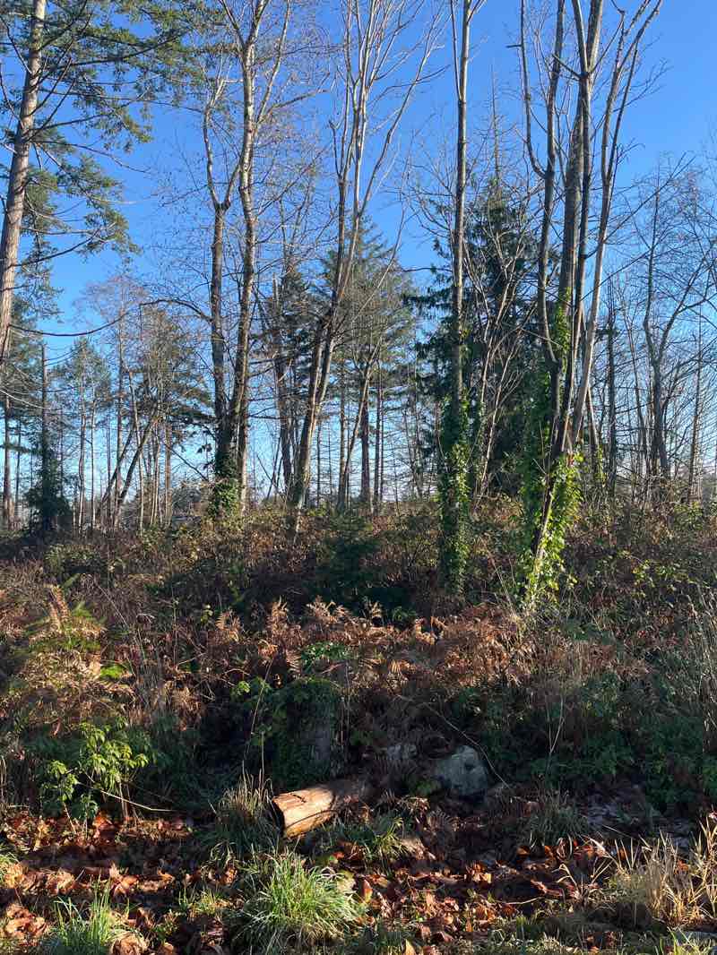 walking near me in Marks Nature Park in winter