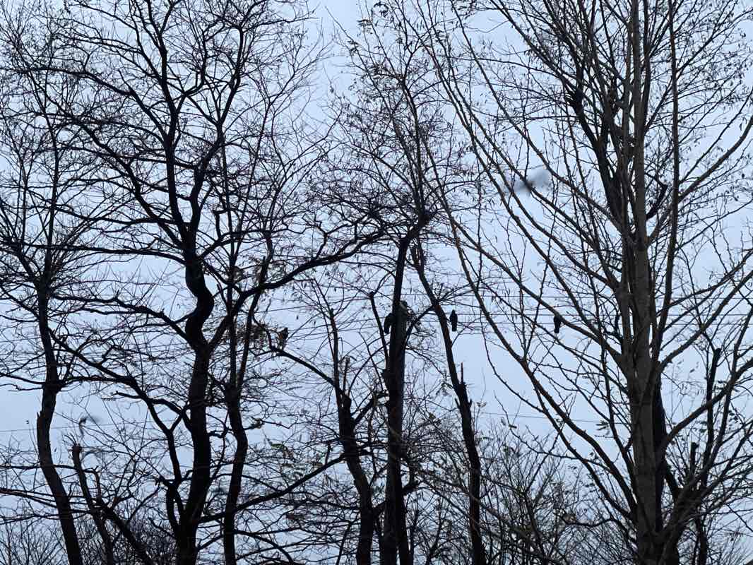 walking near me in Ōasa chūō Park in winter