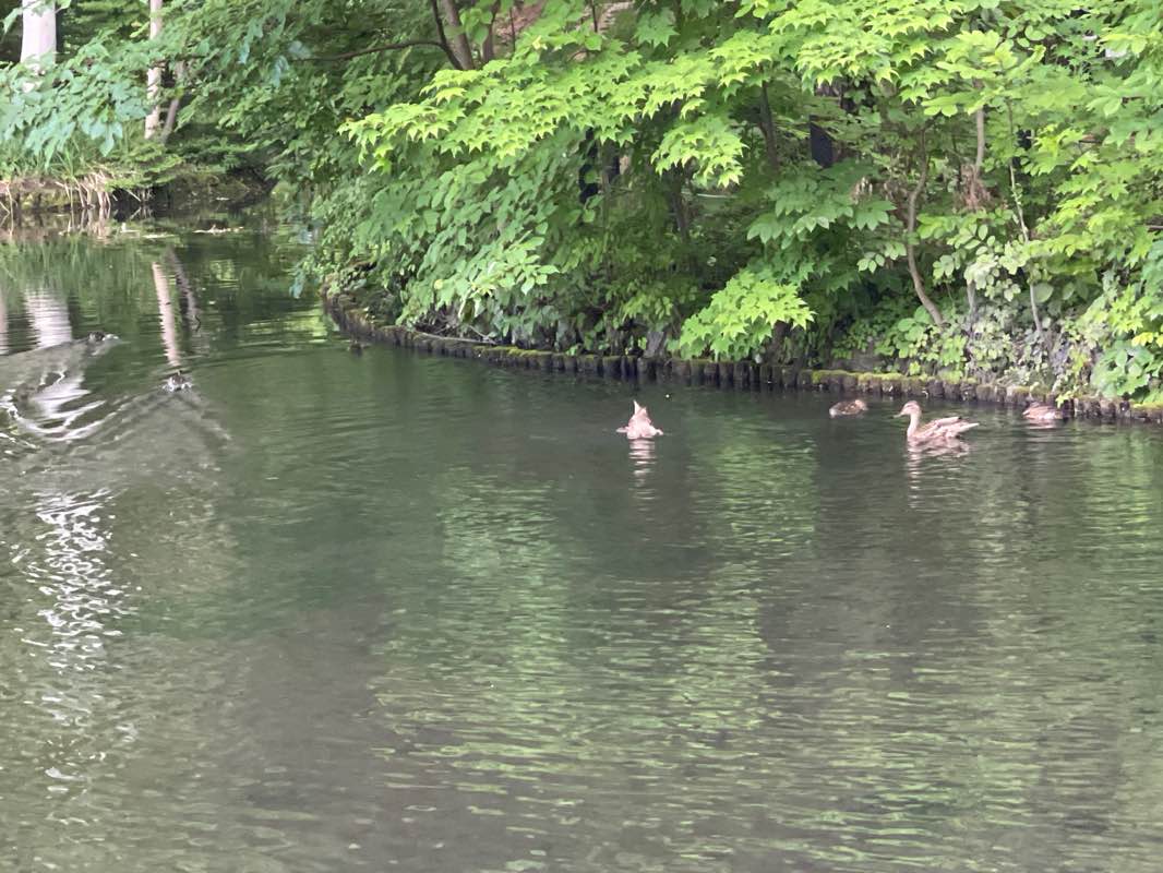 walking near me in Odori Park in winter
