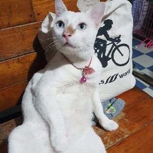 participant 0