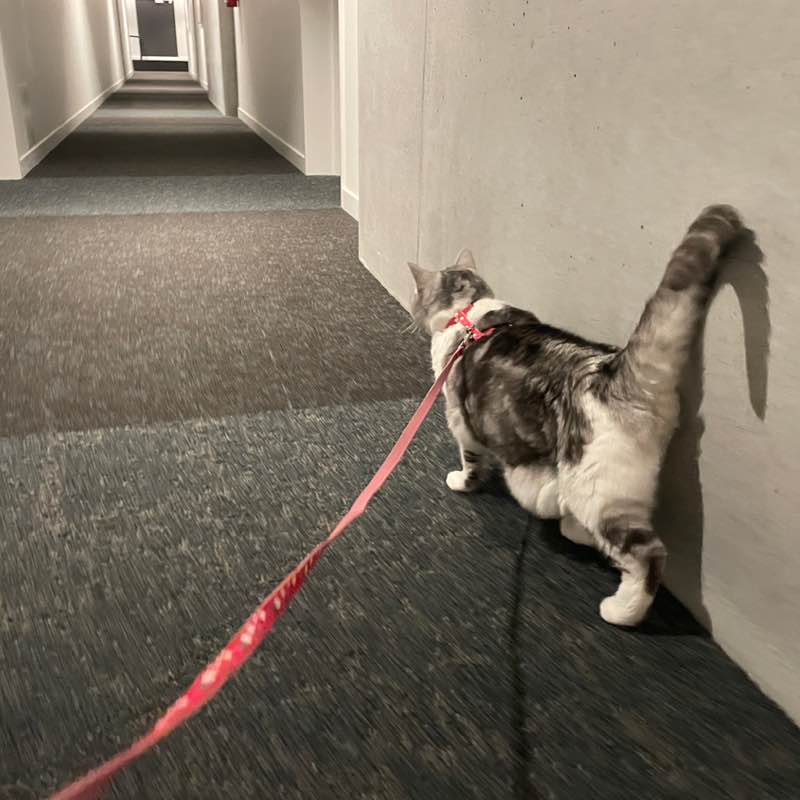 Bayleys step challenge 2024 Chris Farhi post image