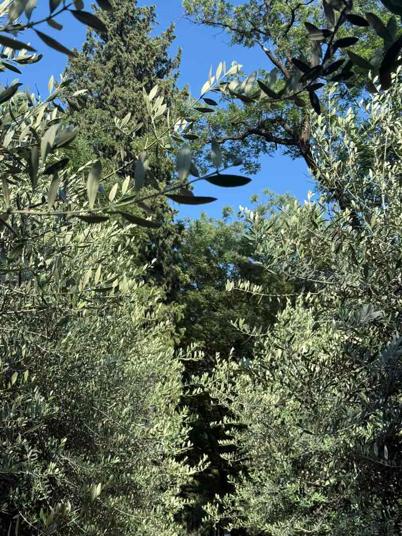 walking near me in Kikvidze Park in summer
