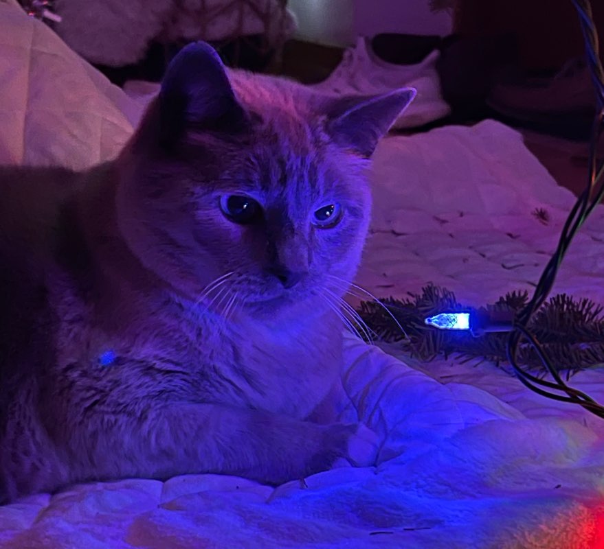 Chris  🐾🐱 🌺🌷🇺🇸 profile