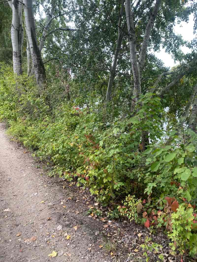 walking near me in Square Edgar Quinet in autumn
