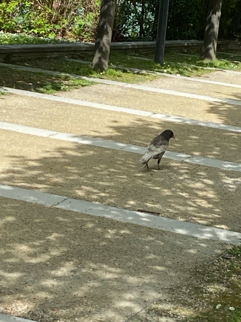 walking near me in Parc Georges Pompidou in spring